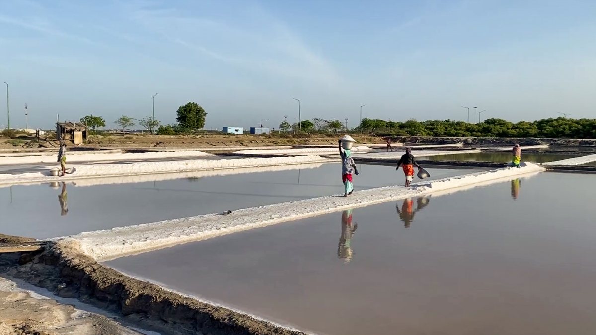 Workers engaged in salt pans for the salt production, in Thoothukudi on Monday…