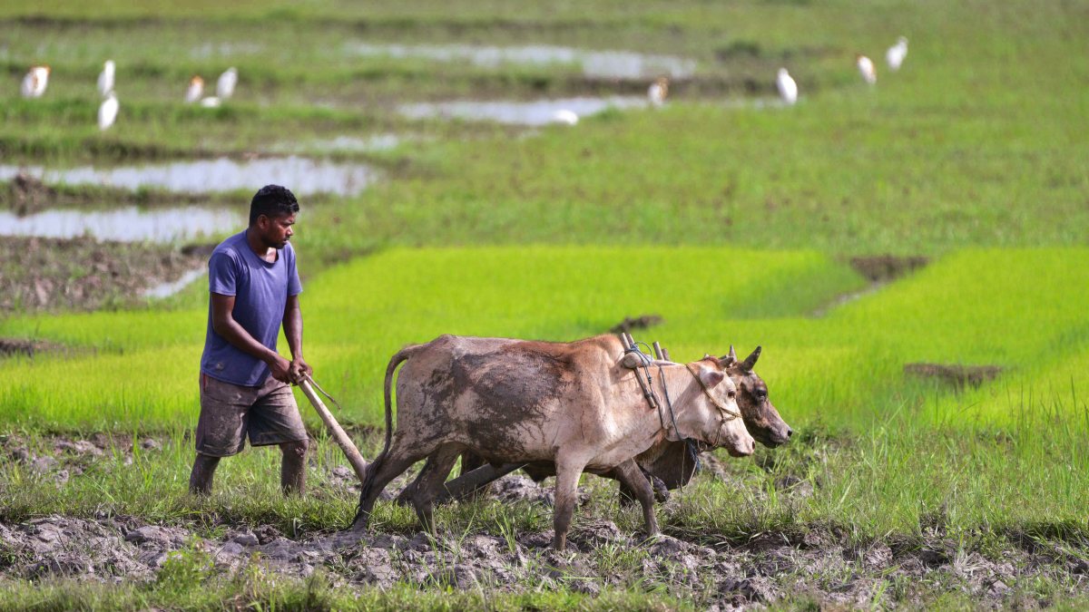 Farmer ploughs field with cattle for paddy plantation in Assam