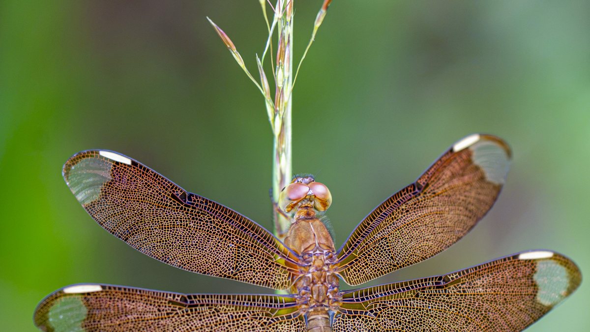 Fulvous forest skimmer perches on grass stem in Golaghat