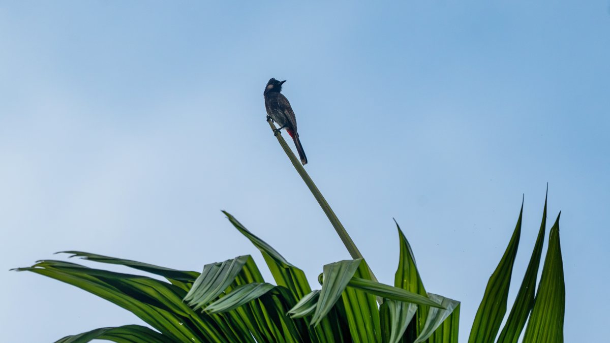 Red-vented bulbul perches on swaying palm frond in Golaghat