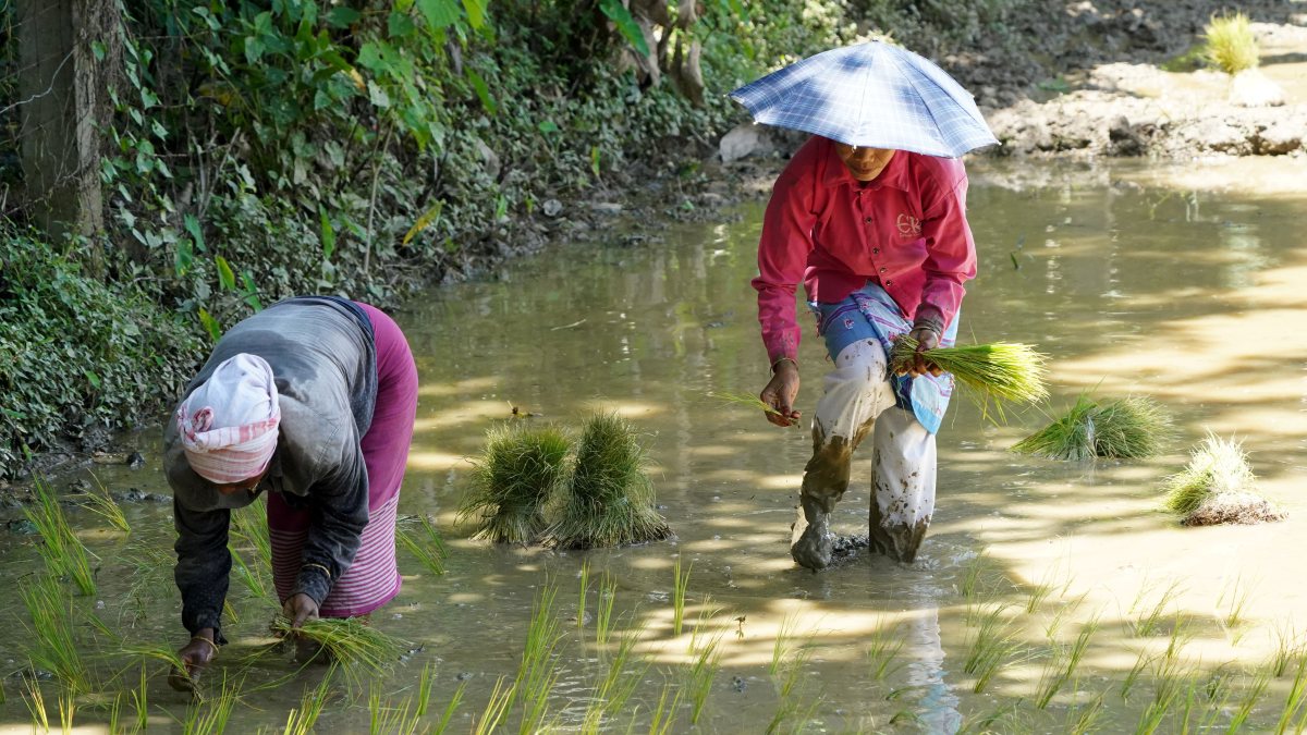 Women plant paddy saplings in Morigaon field