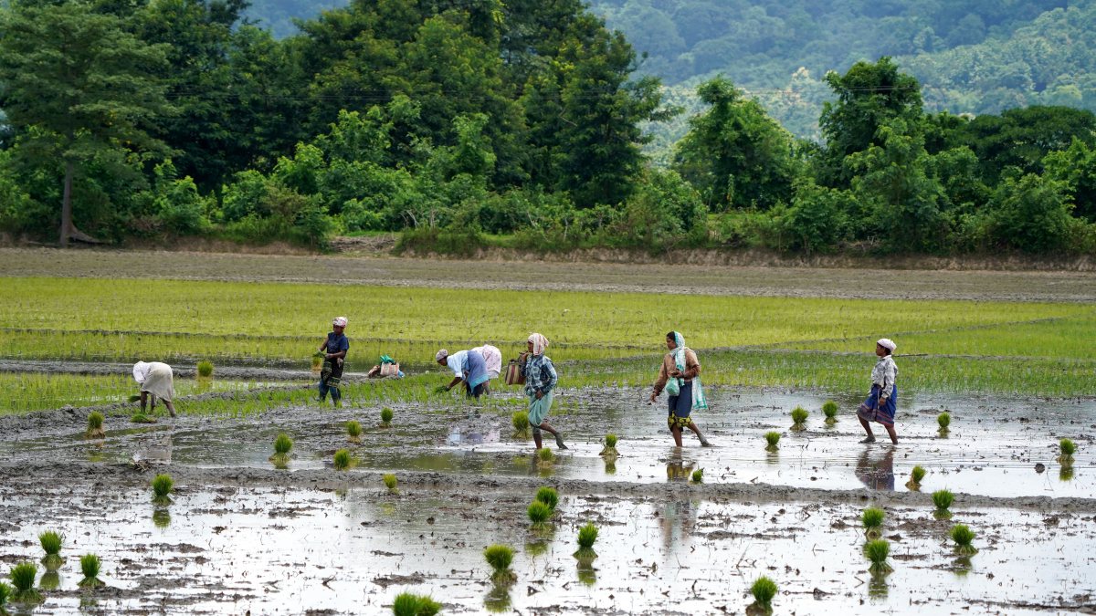 Women plant paddy saplings in Morigaon field