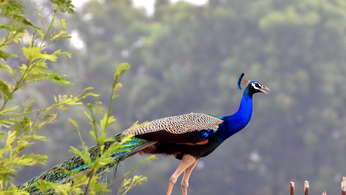 Peacock perches on building edge during monsoon in Ghaziabad