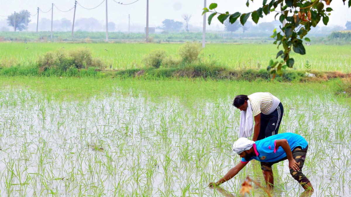 Farmers plant paddy saplings in Ghaziabad field