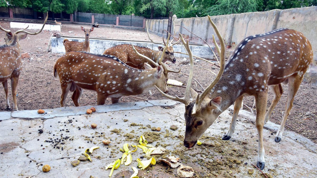Deer feed at rescue center in Bikaner