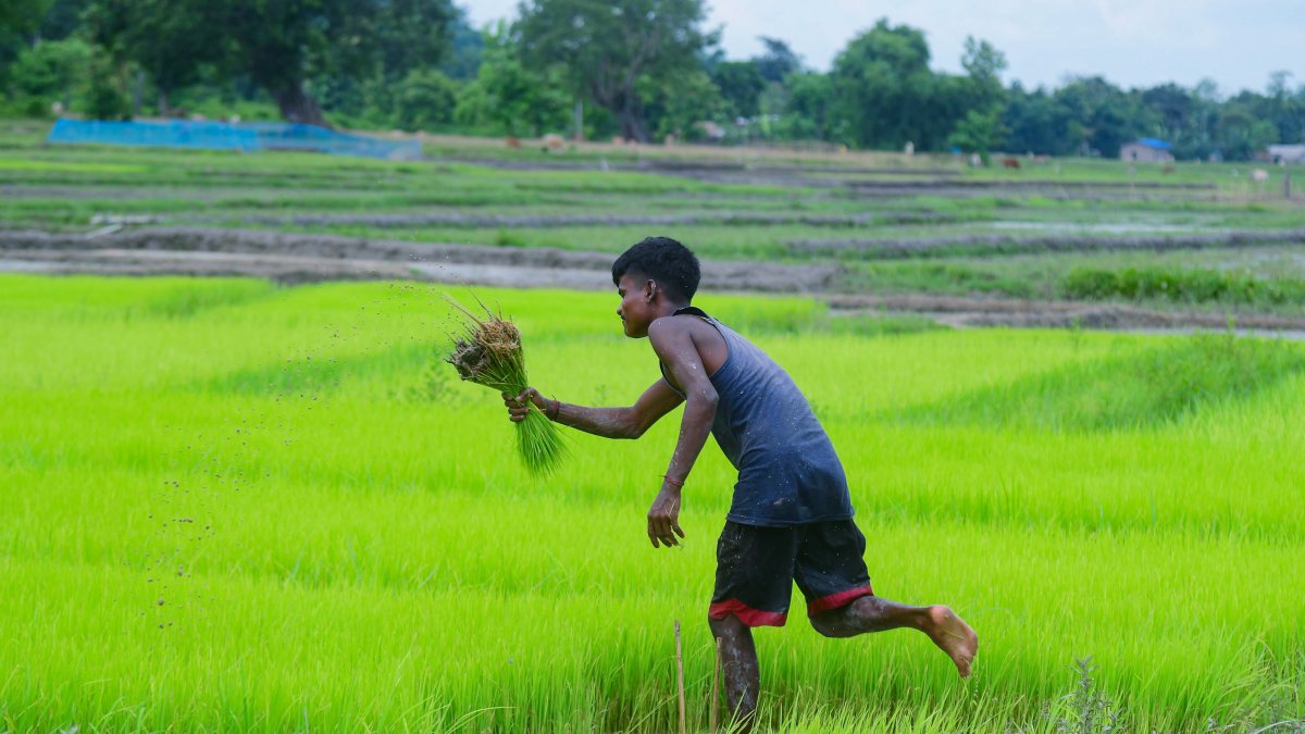 Farmer works in paddy field in Nagaon