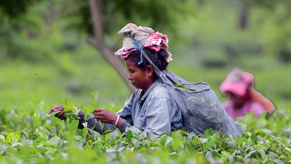 Tea garden worker plucks leaves in Nagaon