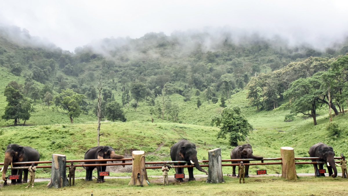 Elephants gather at Kozhikamudi camp in Annamalai Reserve