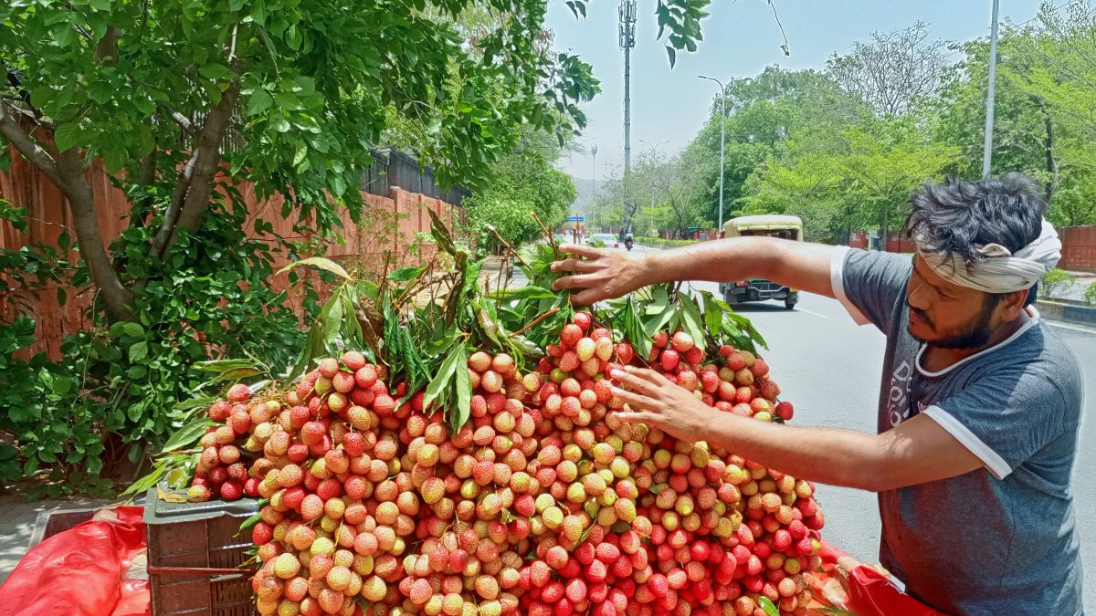 Vendor arranges fresh lychees on cart for sale in Jaipur