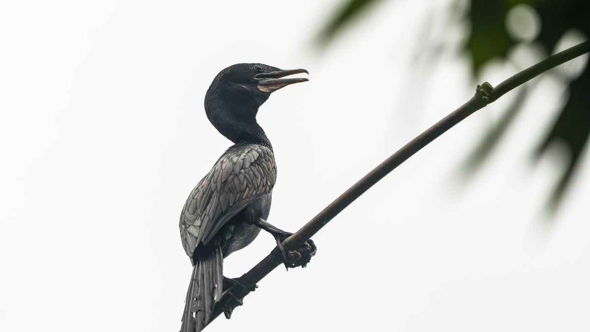 Indian Cormorant perches on a dry bamboo stick in Golaghat