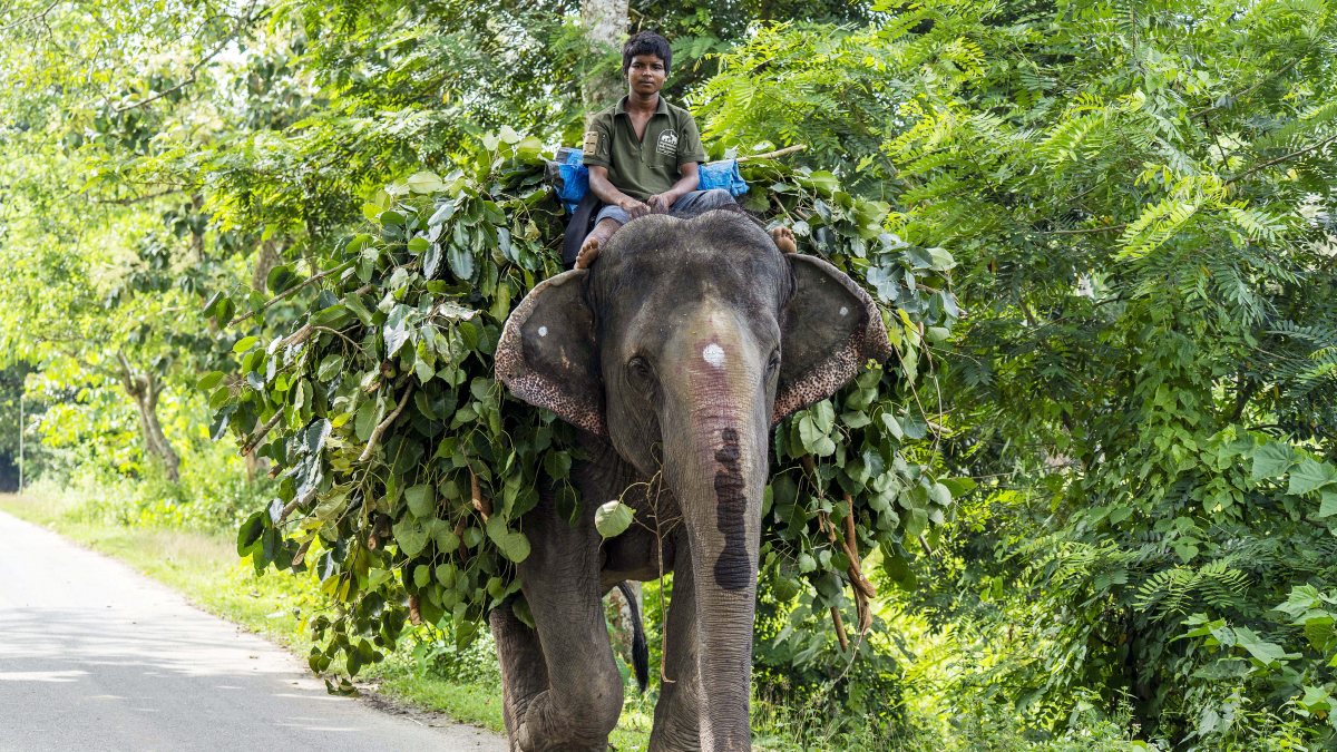 Mahout rides elephant carrying tree leaves in Assam