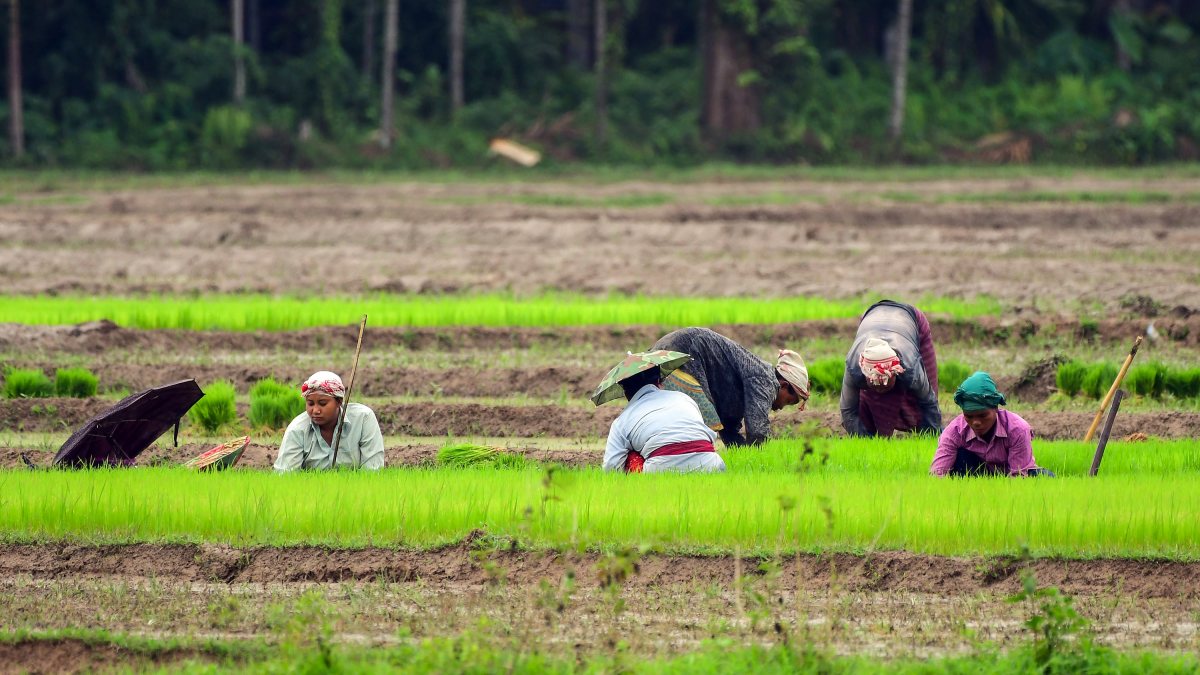 People work in paddy fields amid monsoon in Morigaon