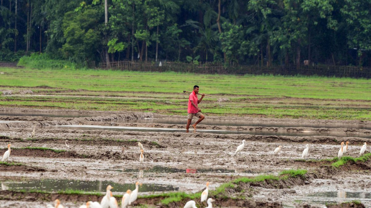 Farmer works in paddy field during monsoon in Morigaon