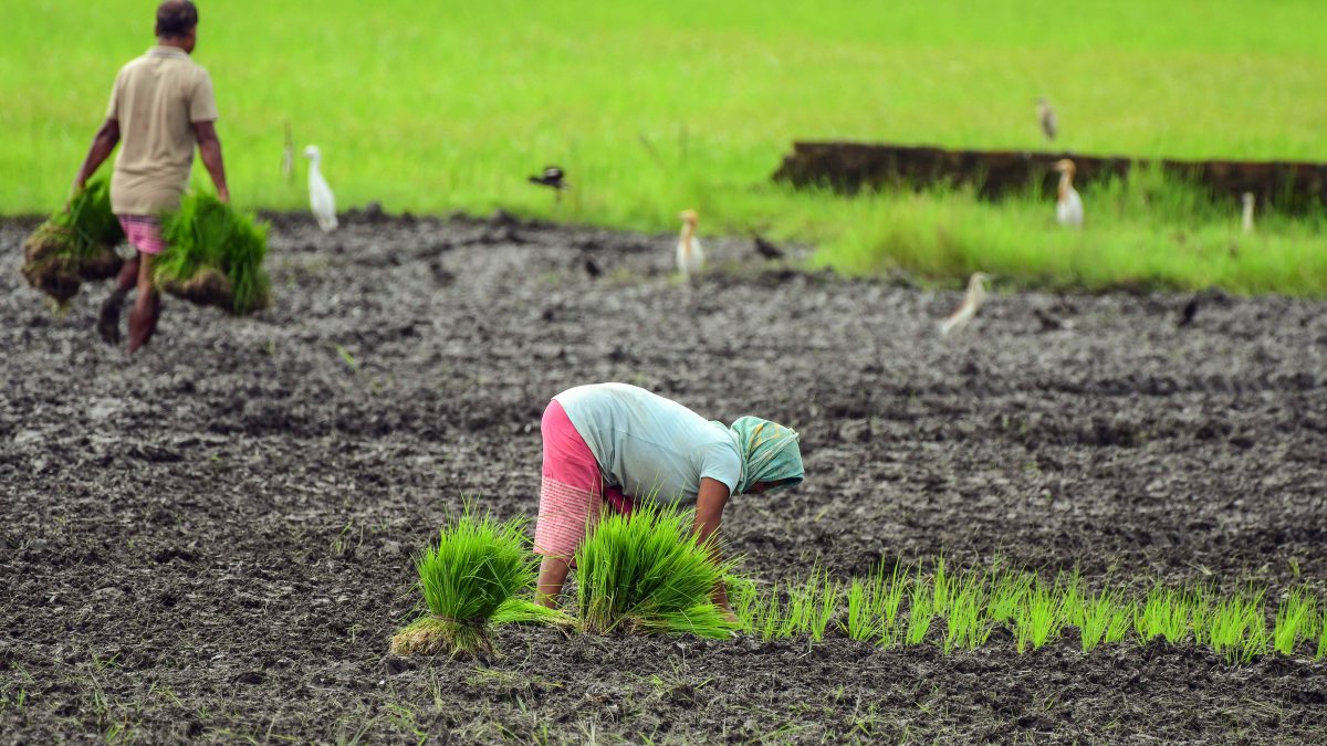 People work in paddy fields during monsoon in Morigaon