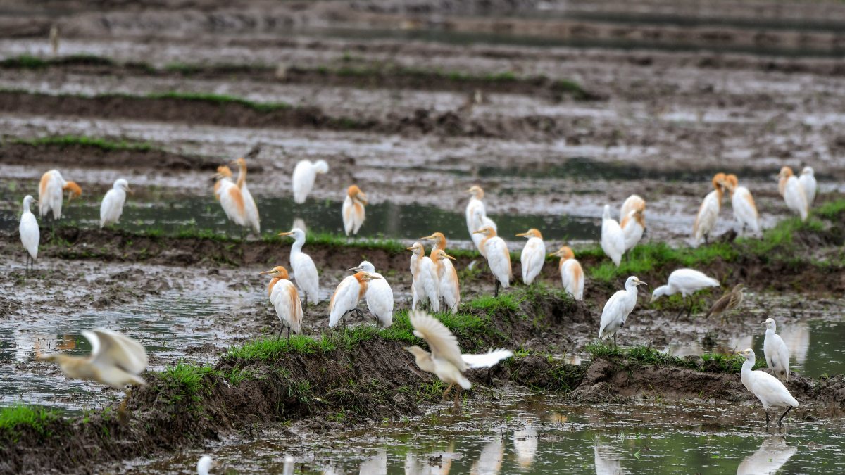 Egrets forage for food in a flooded paddy field