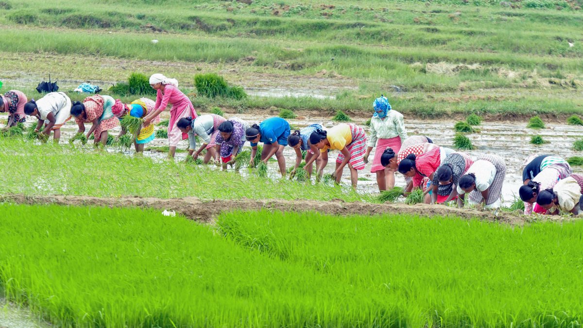 Farmers plant rice saplings in paddy field near Ranchi