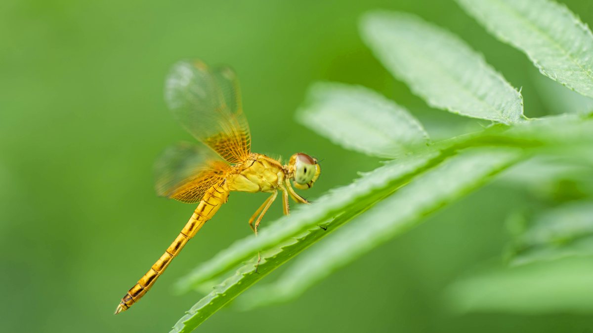 Dragonfly perches on dried bamboo stem in Golaghat