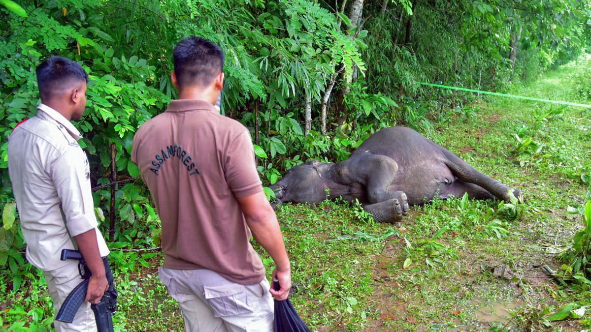 Wild elephant carcass found in Kamrup forest
