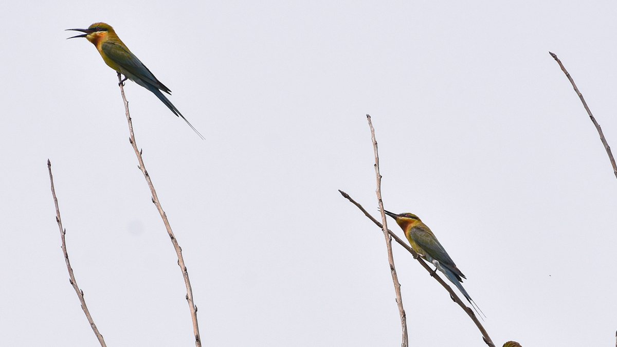 Blue-tailed bee-eater birds perch on tree branches at Ghaziabad park