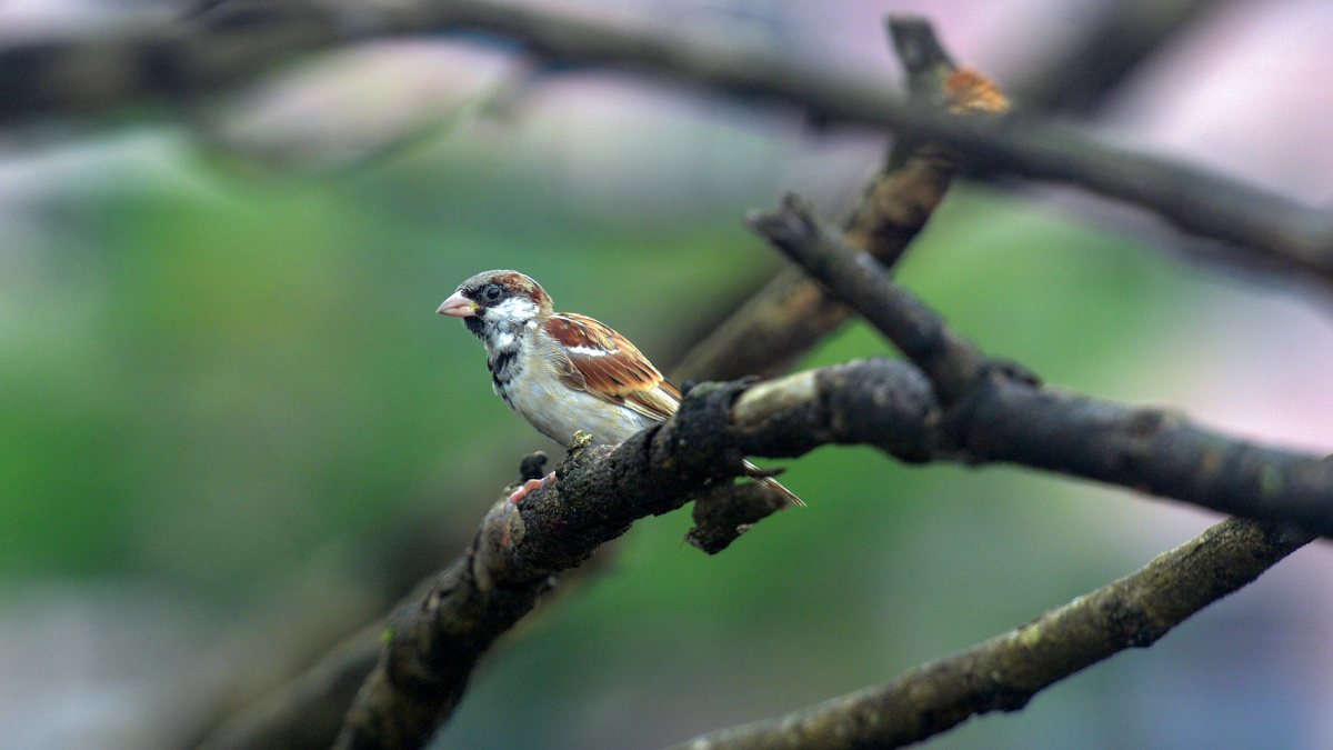 House sparrow perches on a tree branch in Siliguri