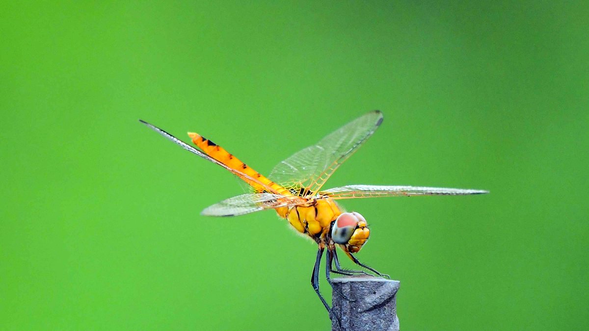 Dragonfly perches on an iron rod in Guwahati