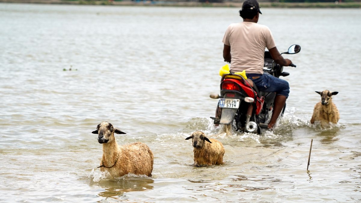People and livestock wade through floodwaters in Morigaon