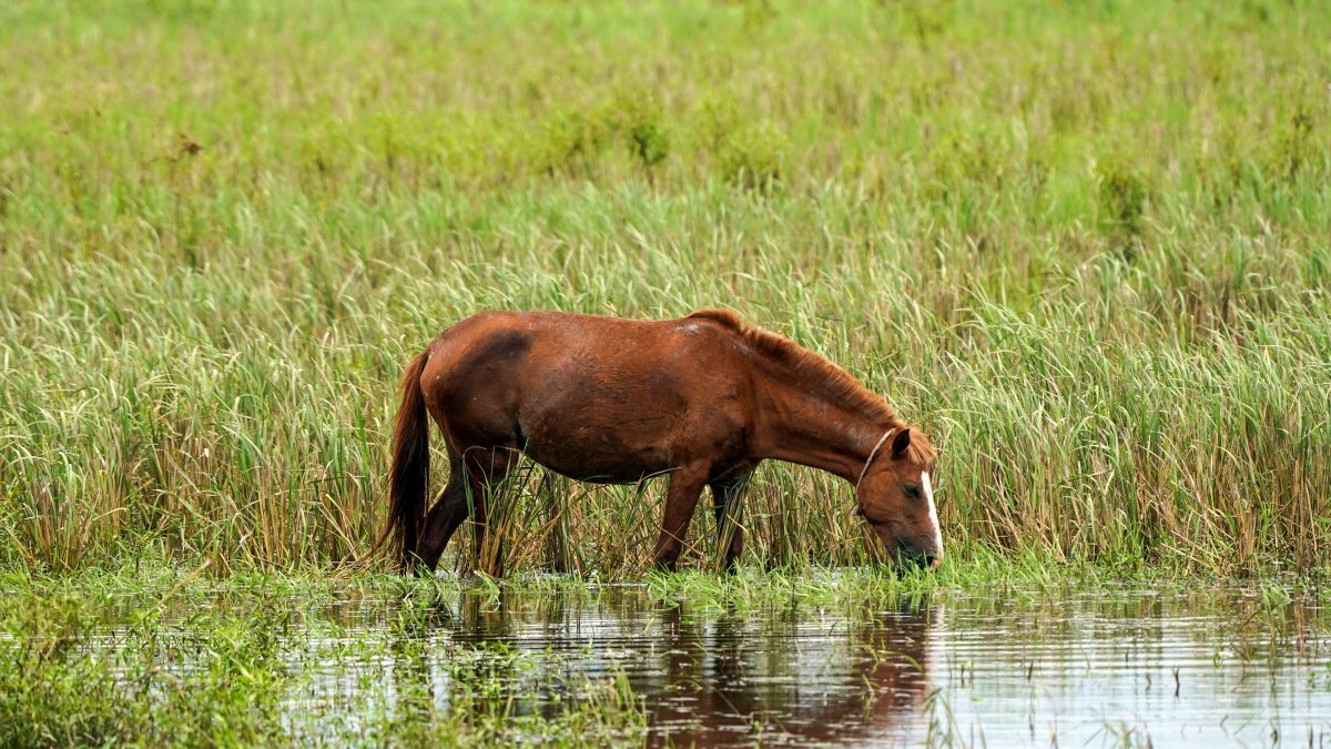 Horse searches for food in flooded Assam field