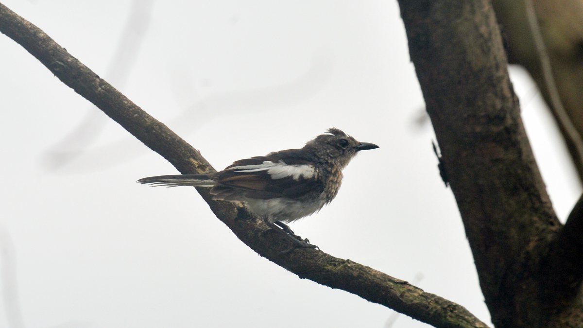 Oriental magpie-robin perches on a branch in Siliguri