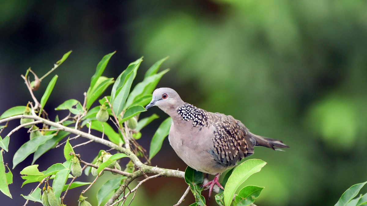 Indian spotted dove perches on a tree branch in Guwahati