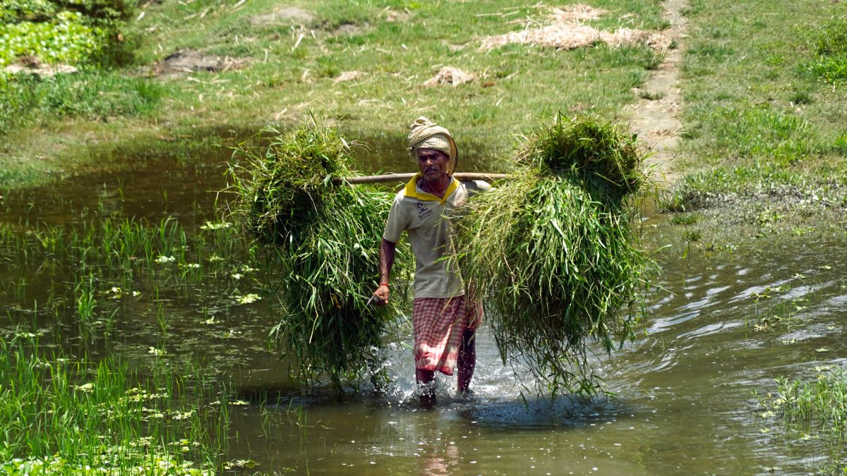 Farmer carries grass through waterlogged field in Morigaon