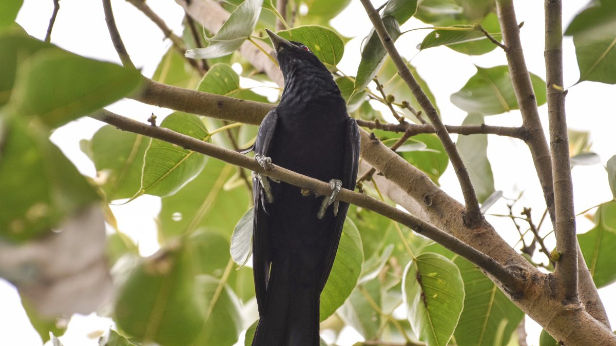 Asian koel perches on a tree branch in Ghaziabad