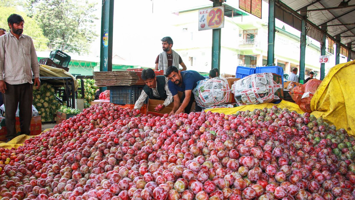 Plum harvest packed for sale at Kullu wholesale market
