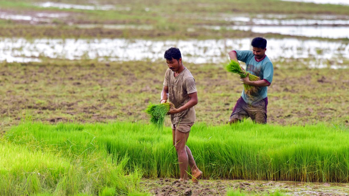 Farmers transplant paddy seedlings in Kamrup rice fields