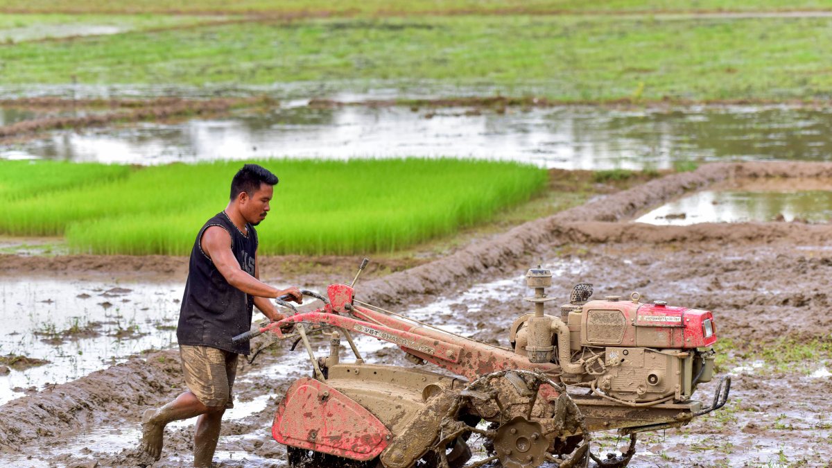 Farmer ploughs paddy field with power tiller in Kamrup