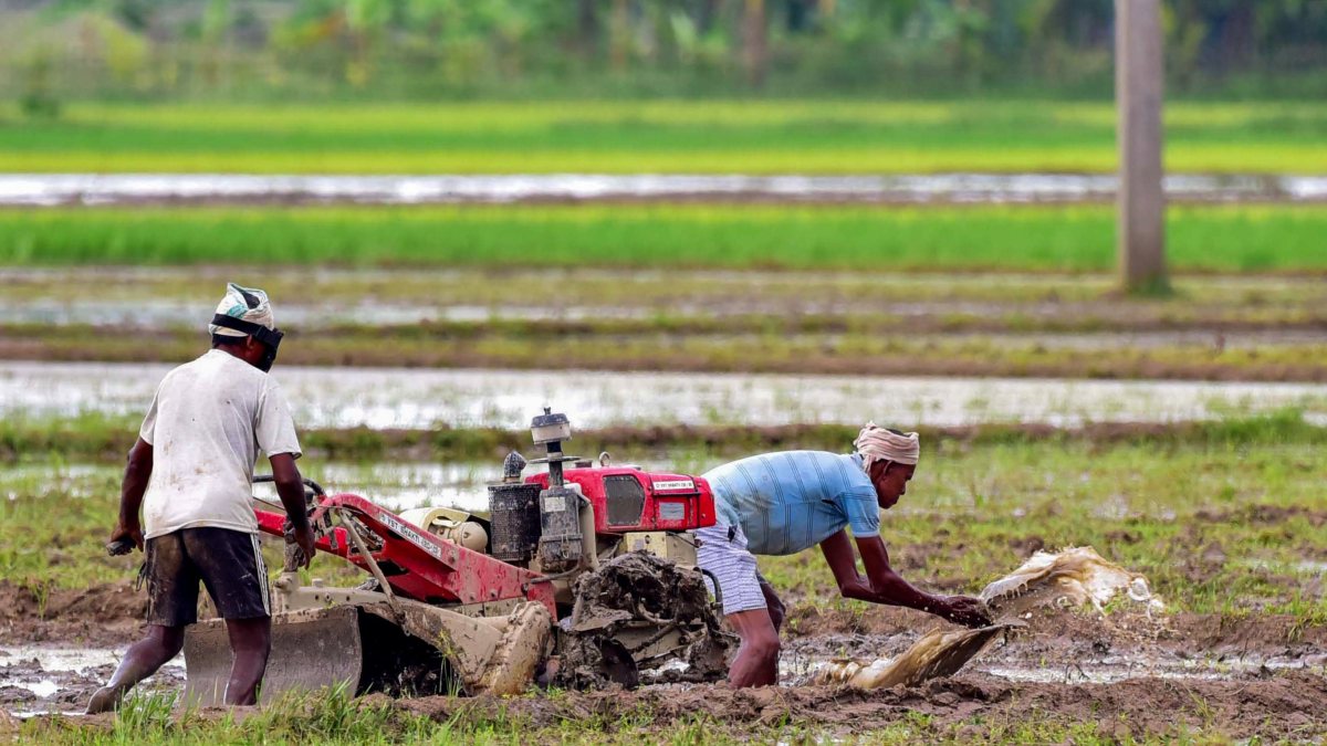 Farmer ploughs paddy field with power tiller in Kamrup