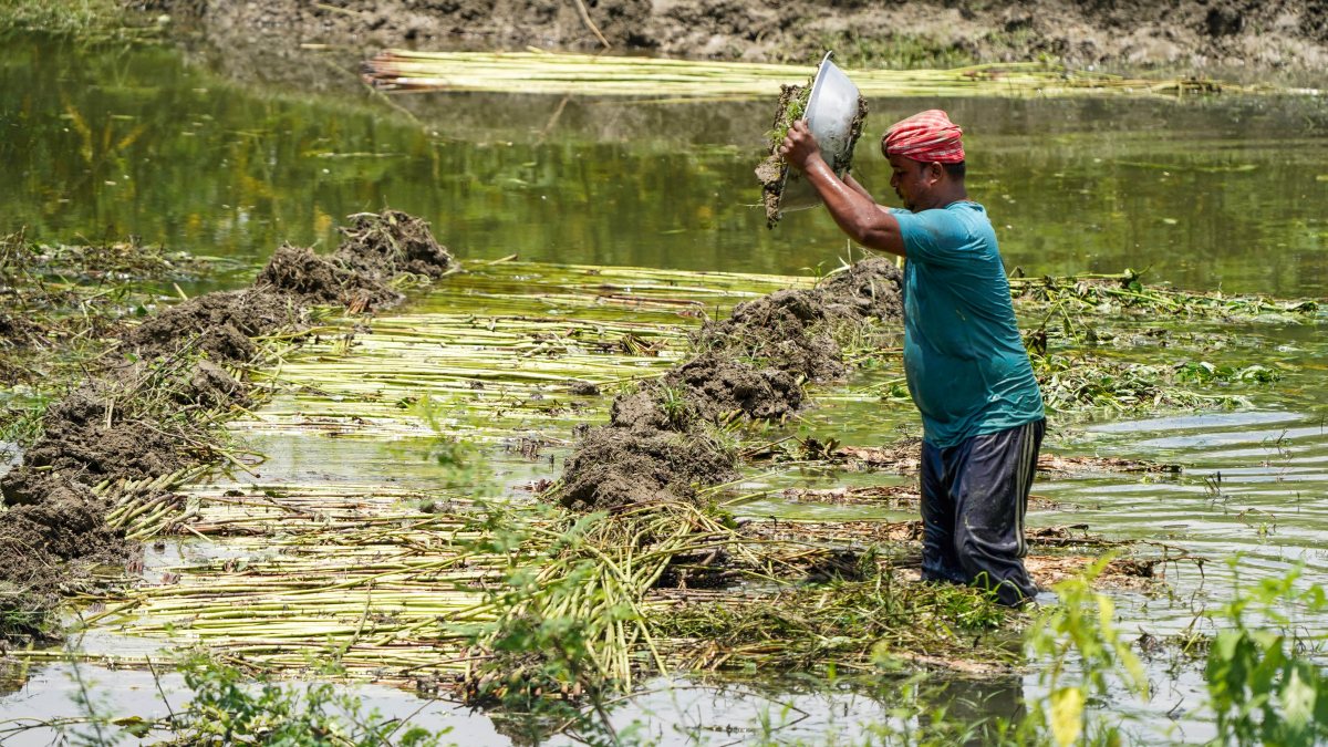 Farmer layers mud over jute for retting in Morigaon