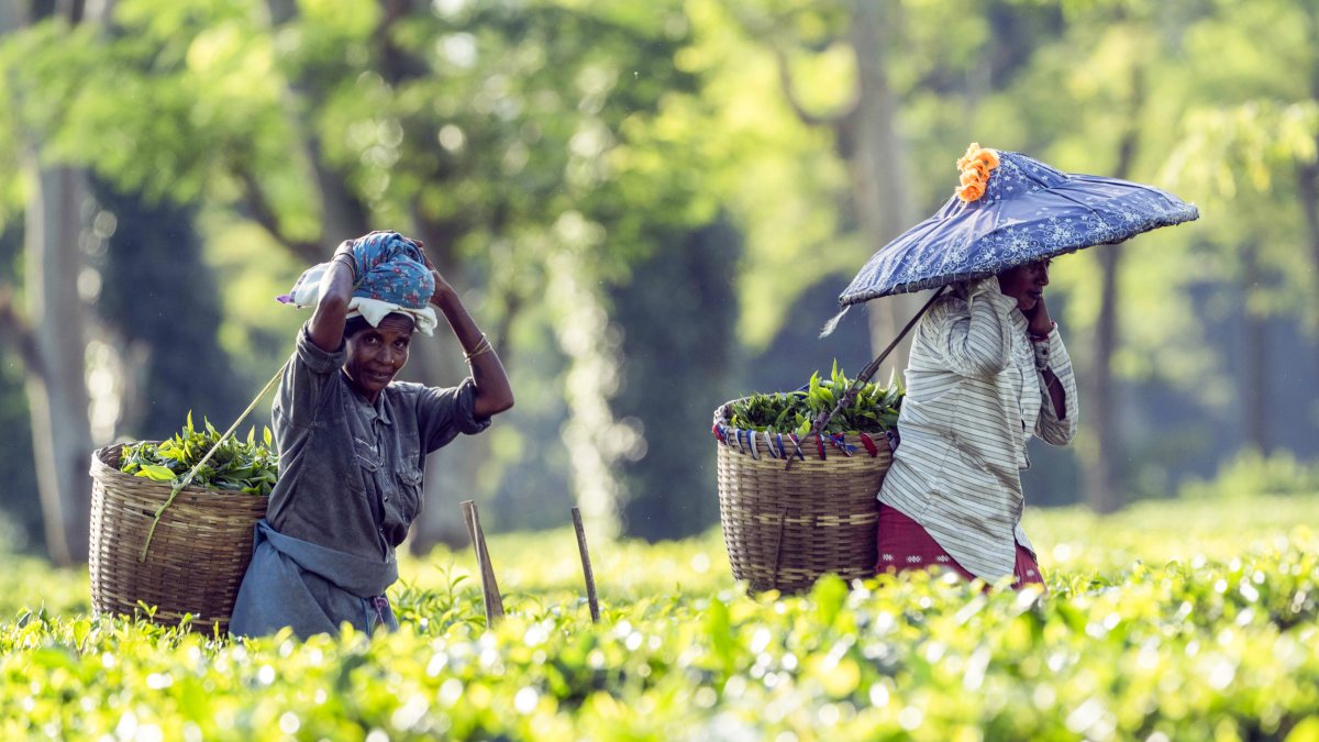 Tea garden workers carry freshly plucked leaves in Golaghat