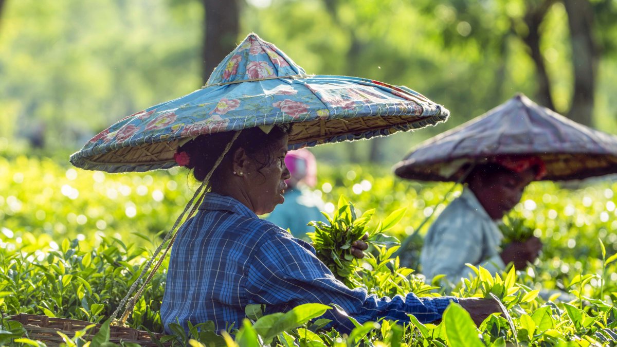 Tea garden workers pluck fresh leaves in Golaghat