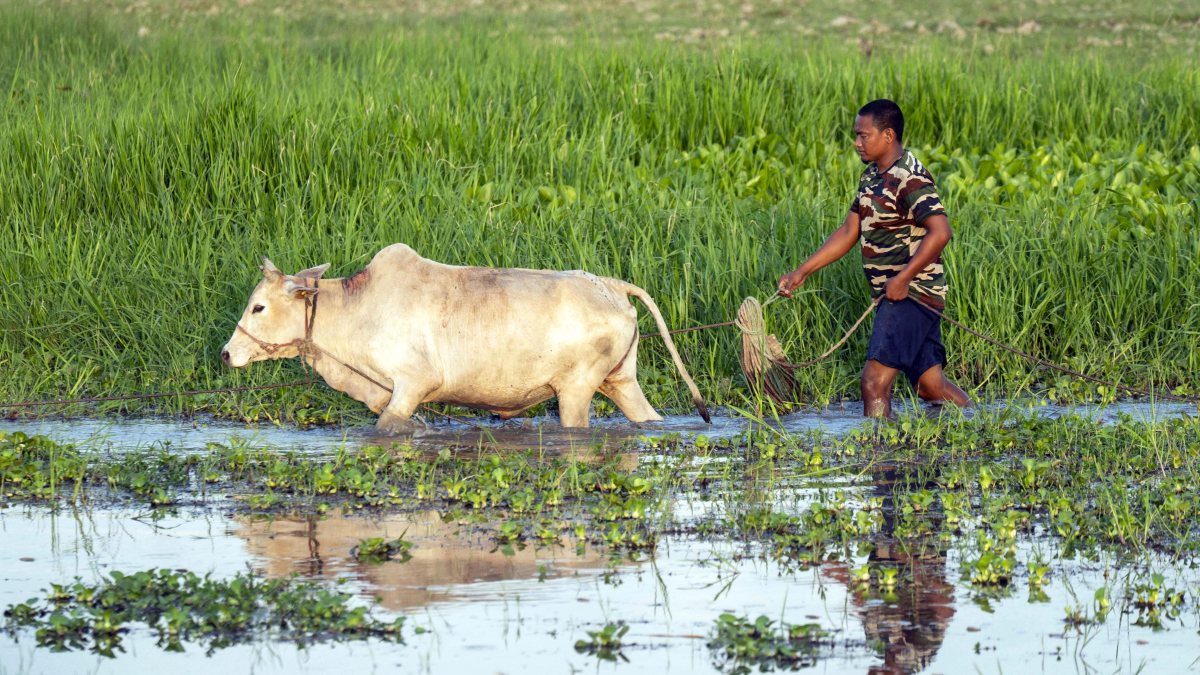 Farmer leads cow through flooded field in Golaghat