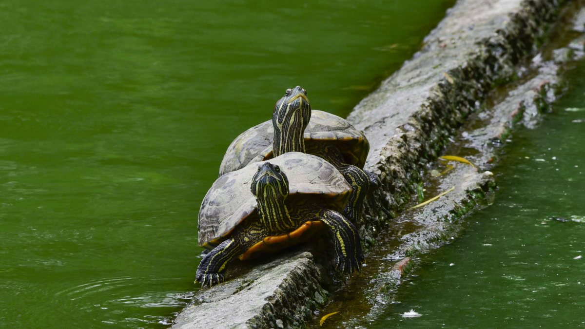 Two freshwater turtles sunbathe at Guwahati's Jorpukhuri Pond