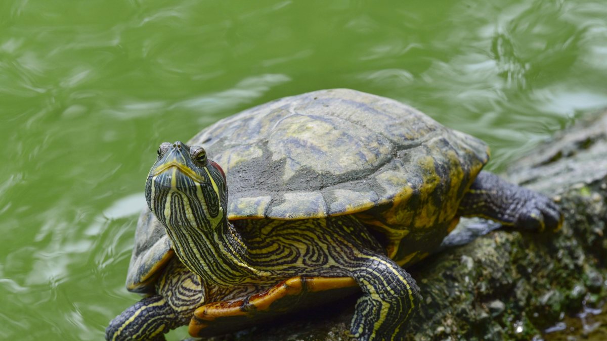 Freshwater turtle sunbathes on edge of Guwahati pond