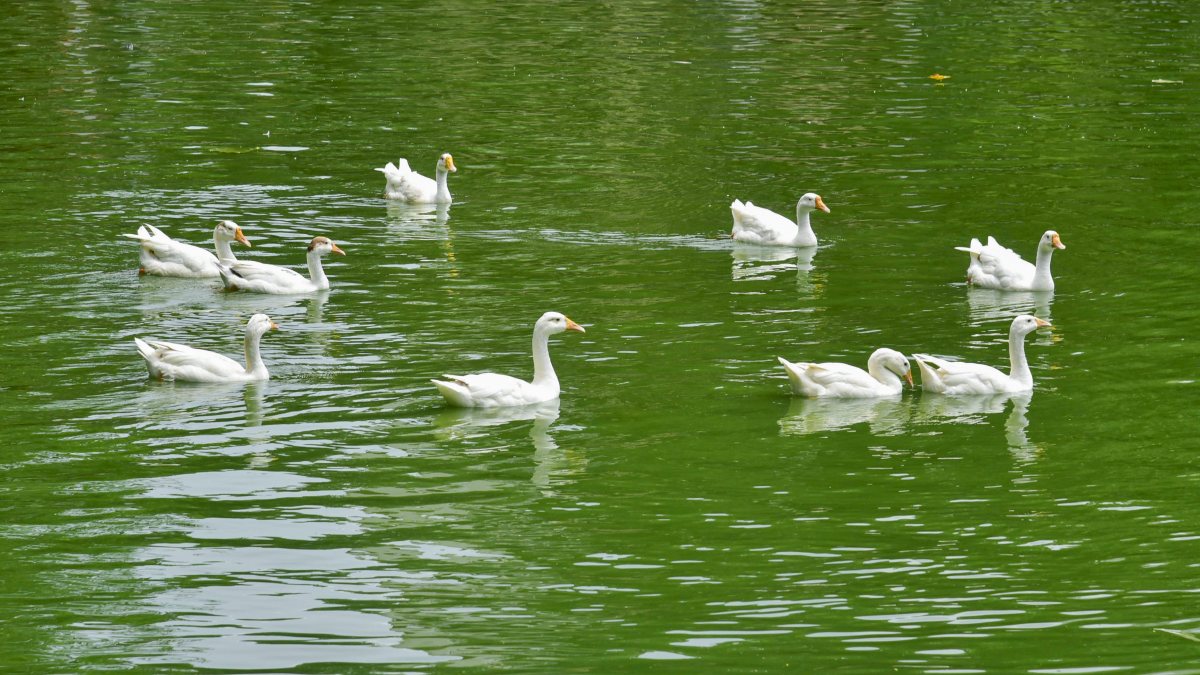 White geese glide across a calm Guwahati pond