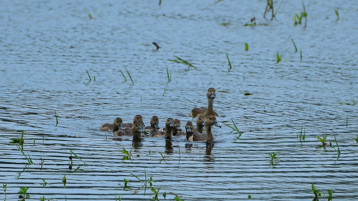 Lesser whistling ducks flock at Pobitora Wildlife Sanctuary