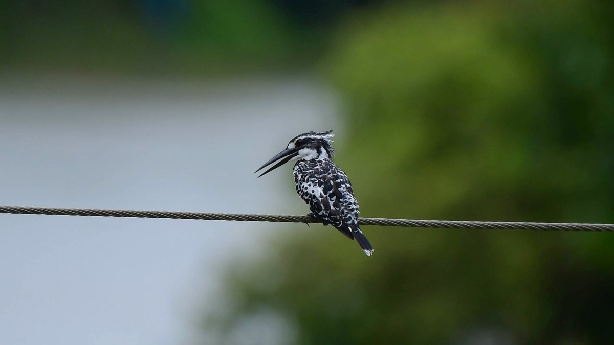 Pied kingfisher hunts for fish at Pobitora sanctuary