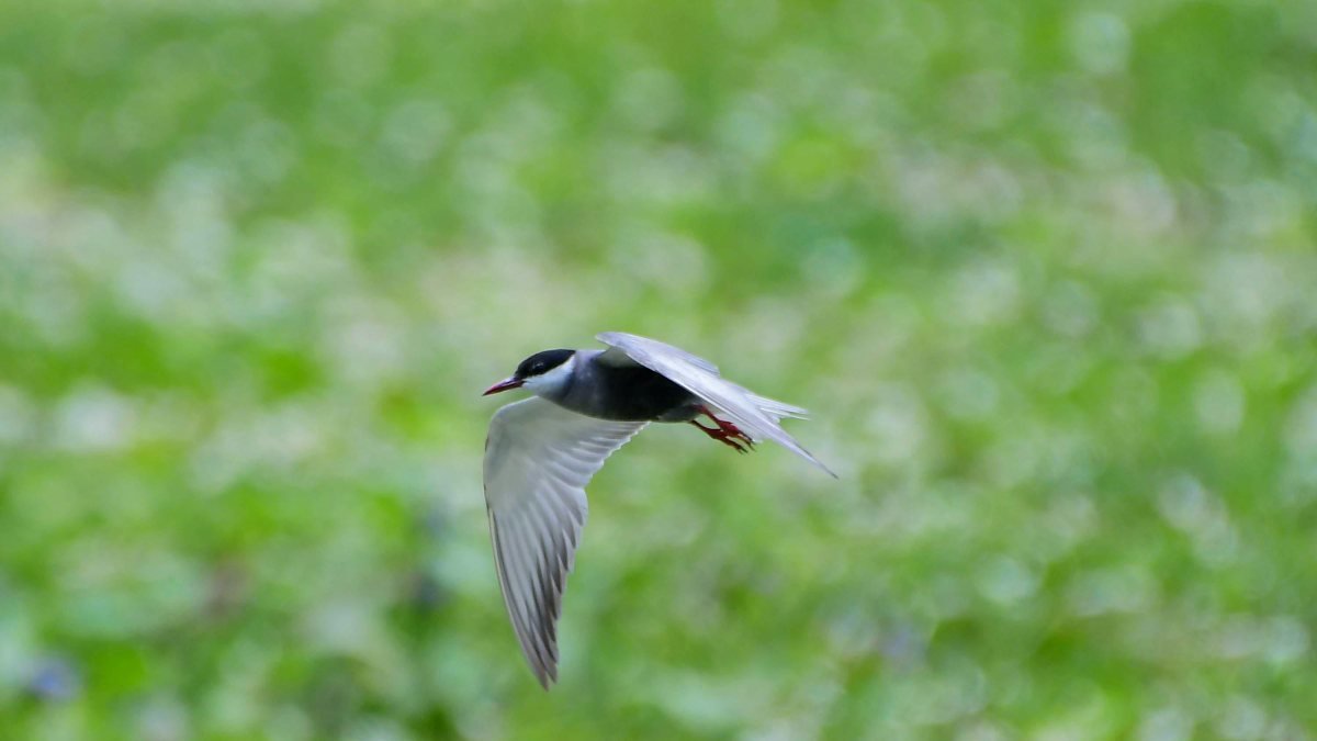Whiskered tern flies over wetland at Pobitara sanctuary