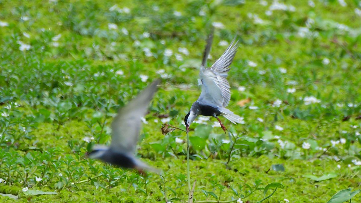 Whiskered terns flock over Pobitara wetland