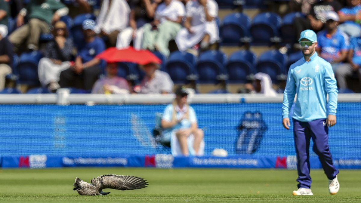 Seagull injured after being hit by ball during India-England ODI