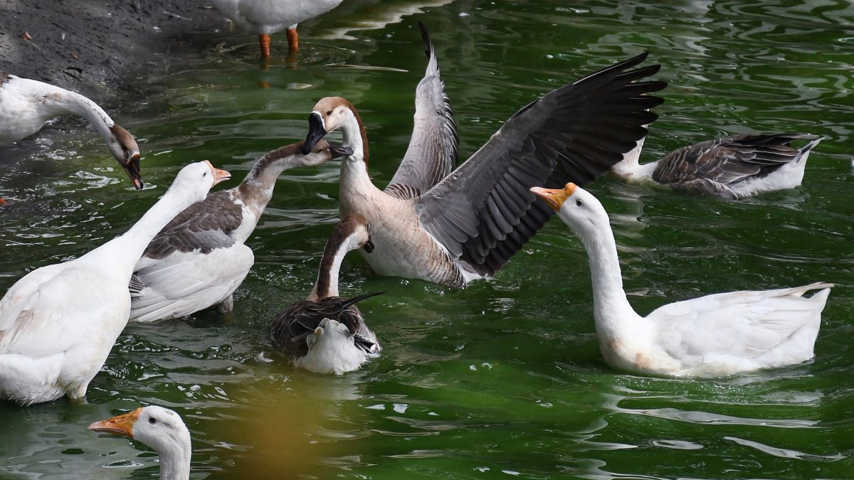 Flock of geese swims at Jopukhuri pond in Guwahati