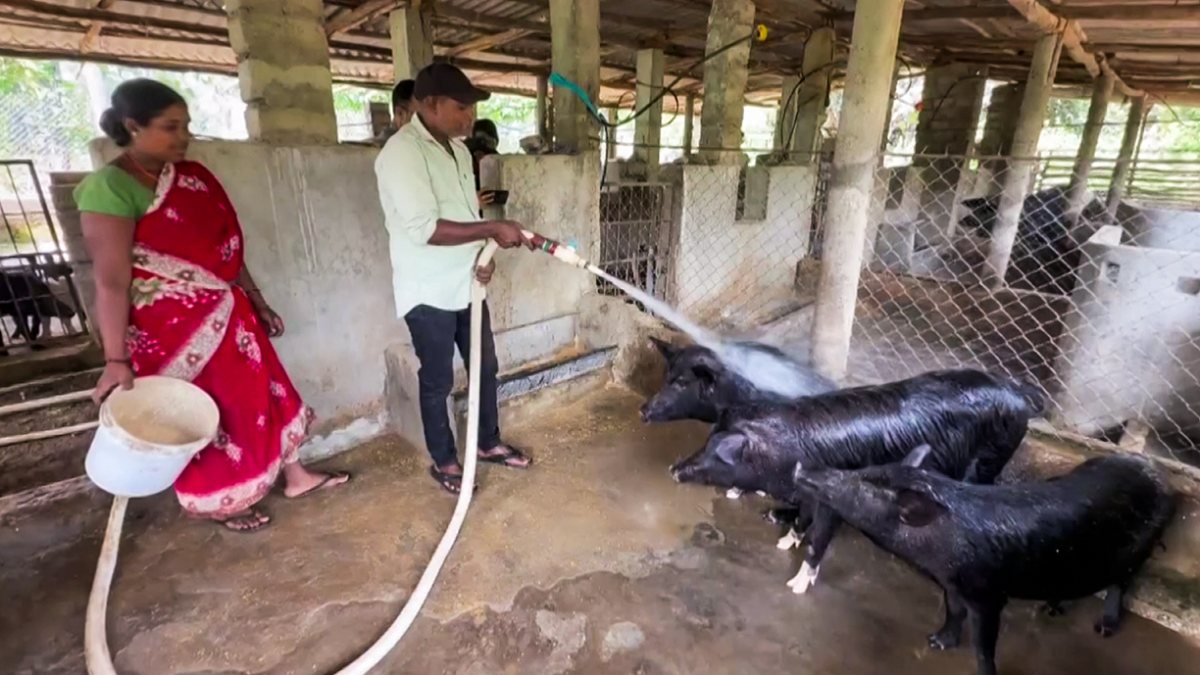 Man bathes pigs at farm to earn livelihood in Balrampur