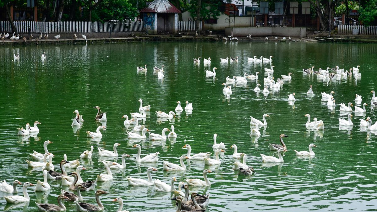 White geese glide across Guwahati pond